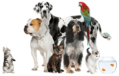 pet sitting services for cats, dogs, parrots, fish,  and more..