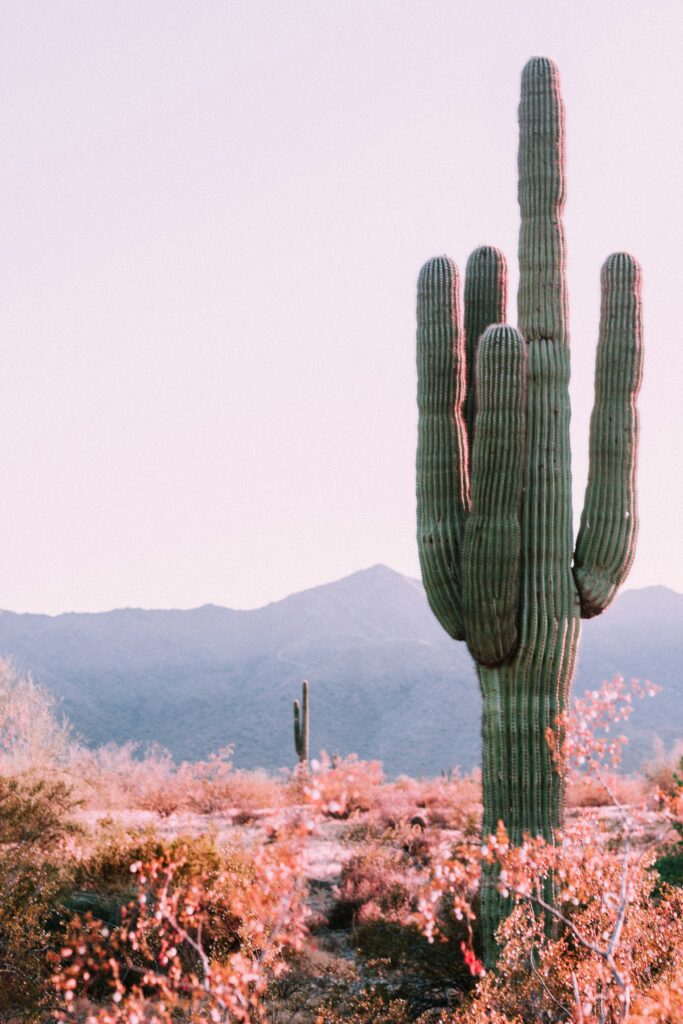 Phoenix Arizona landscape with cactus and mountains