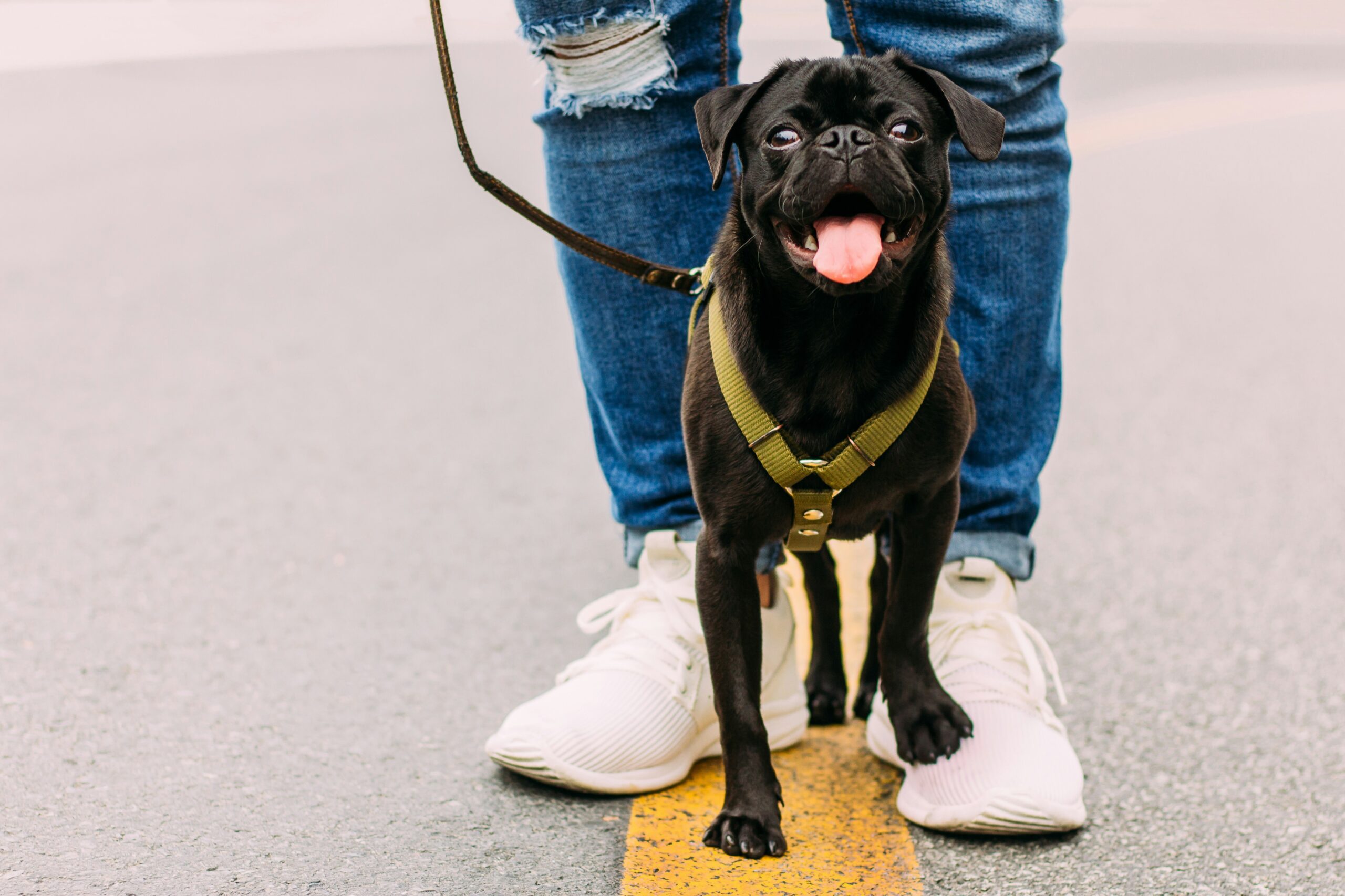 Black pug sticking tongue out while on a leash representing pet care Paradise Valley services.