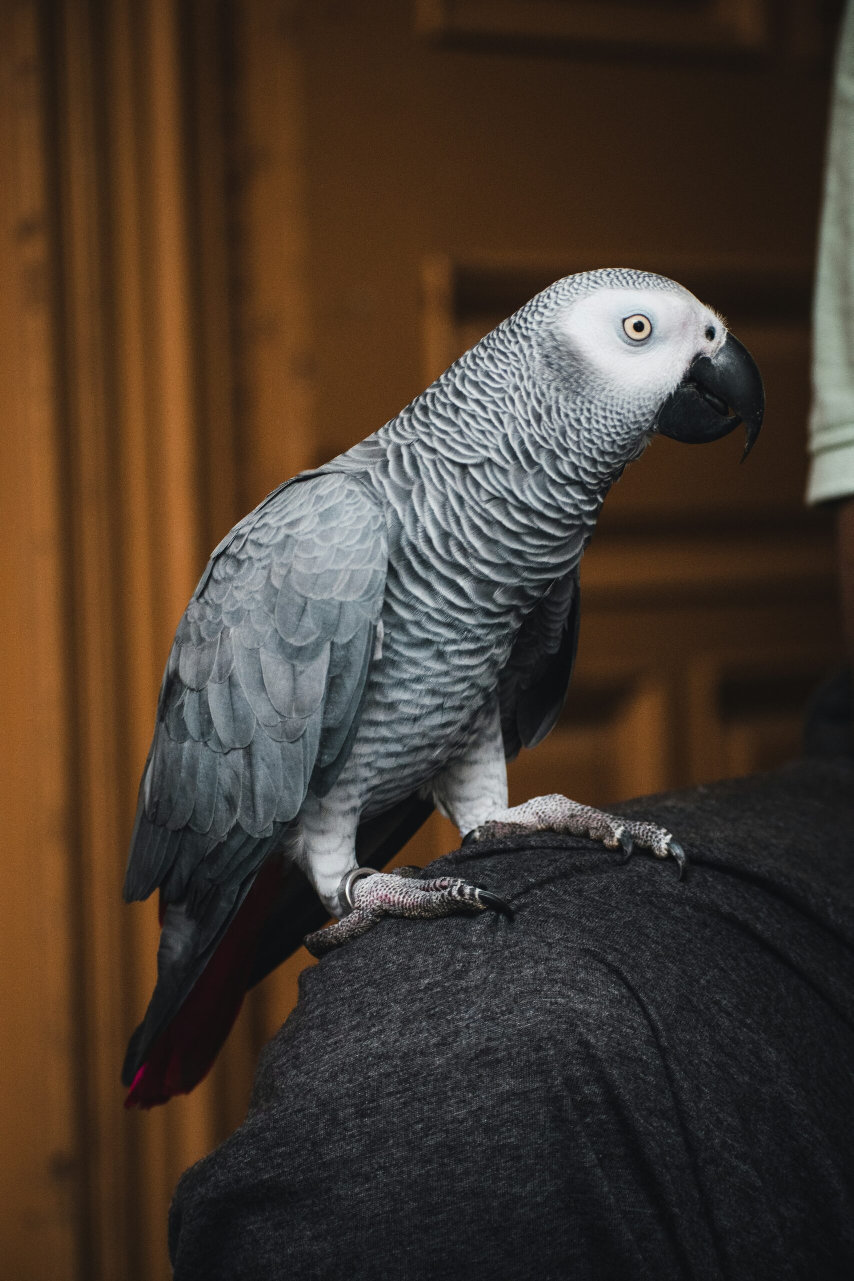 Gray parrot representing pet care Scottsdale services.