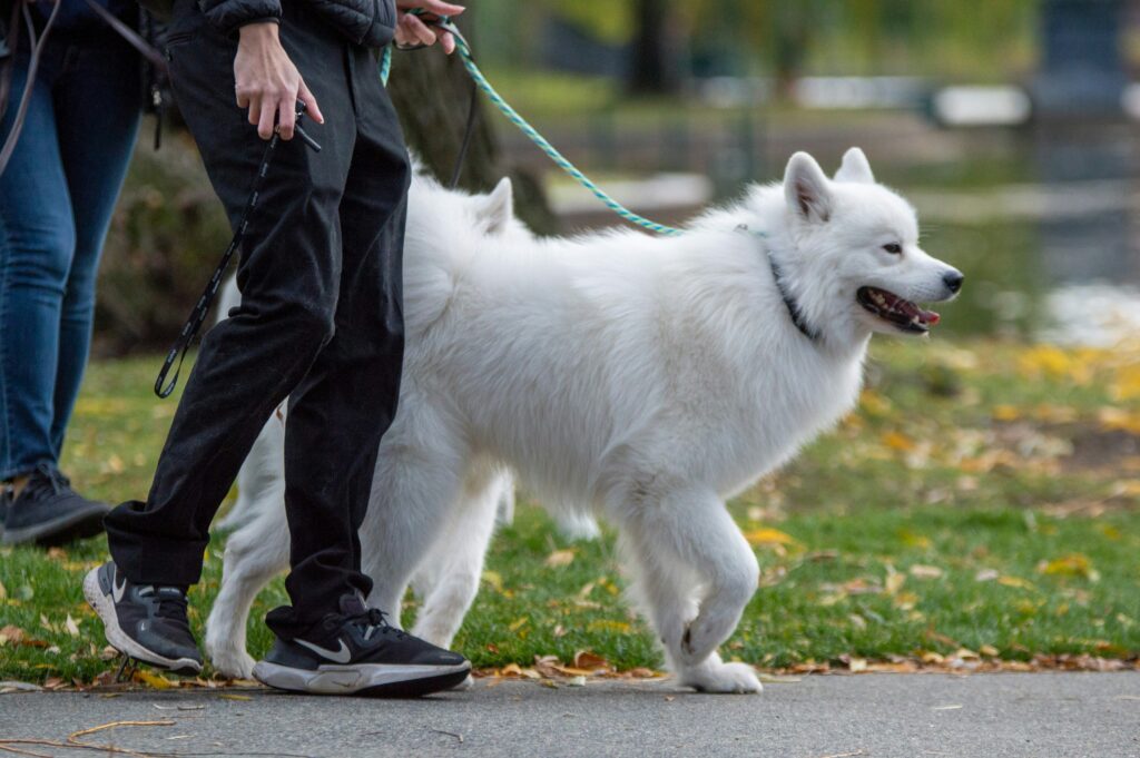 Person walking a large, fluffy white dog on a leash through a park with green grass and fallen leaves, representing Pet Sitting Scottsdale services.