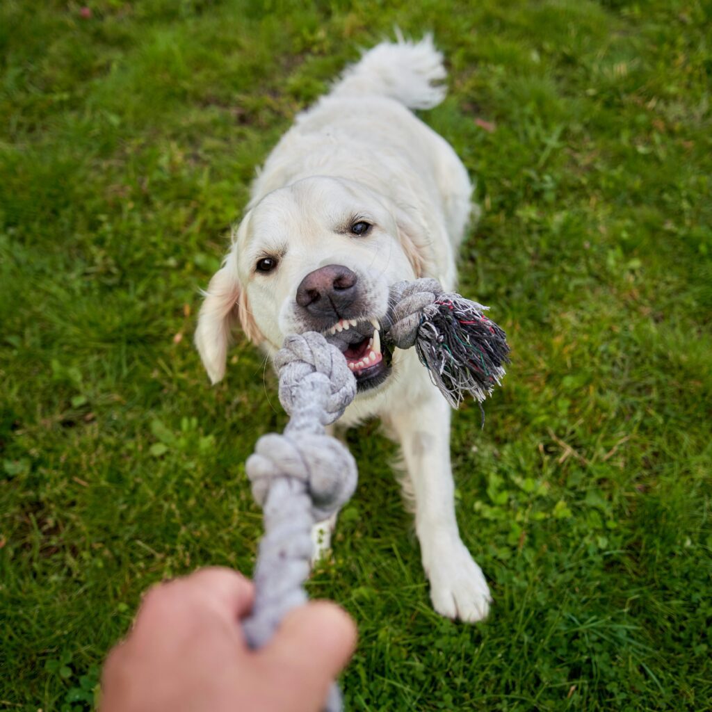 White lab playing in the grass, pulling on a rope held by a hand, showcasing the engagement pets experience during pet sitting Scottsdale.