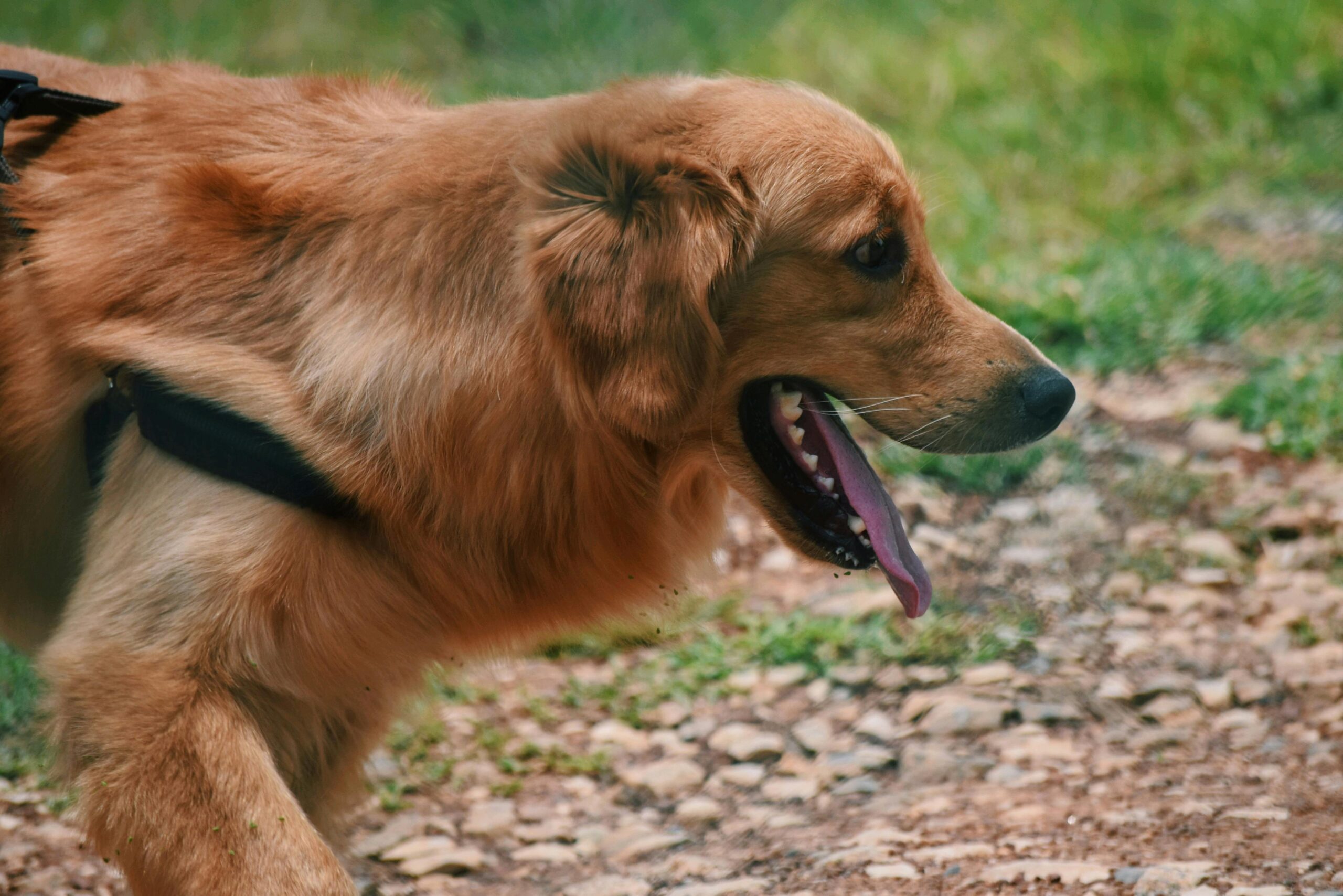 A dog with its tongue out