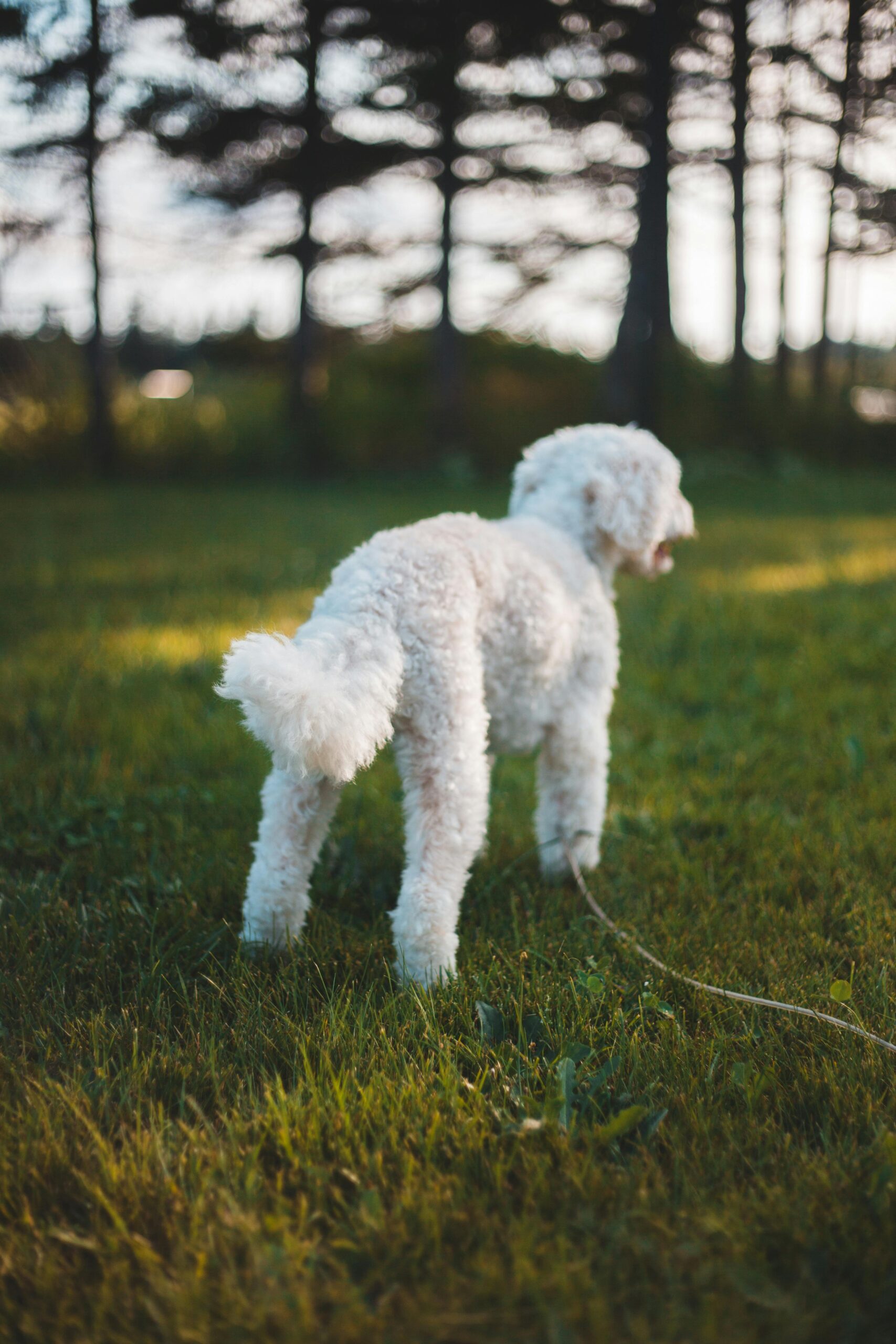 A white dog standing in grass representing dog walking Phoenix services.