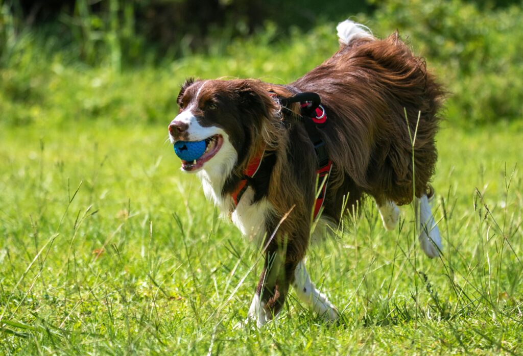 A dog running with a ball in its mouth representing dog walking Phoenix services.