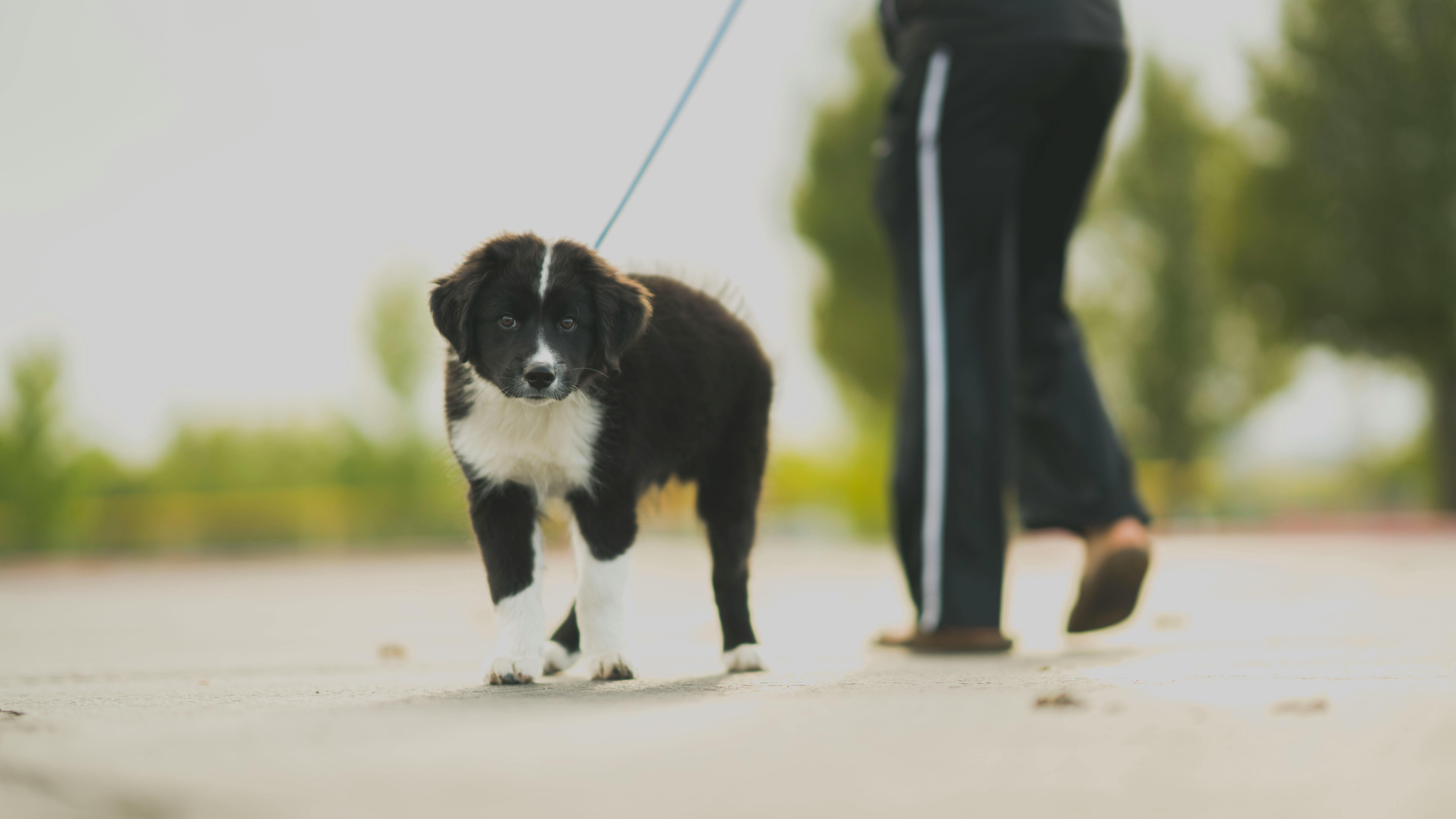 Person in track pants walking a black and white border collie outdoors representing dog walking Scottsdale services.