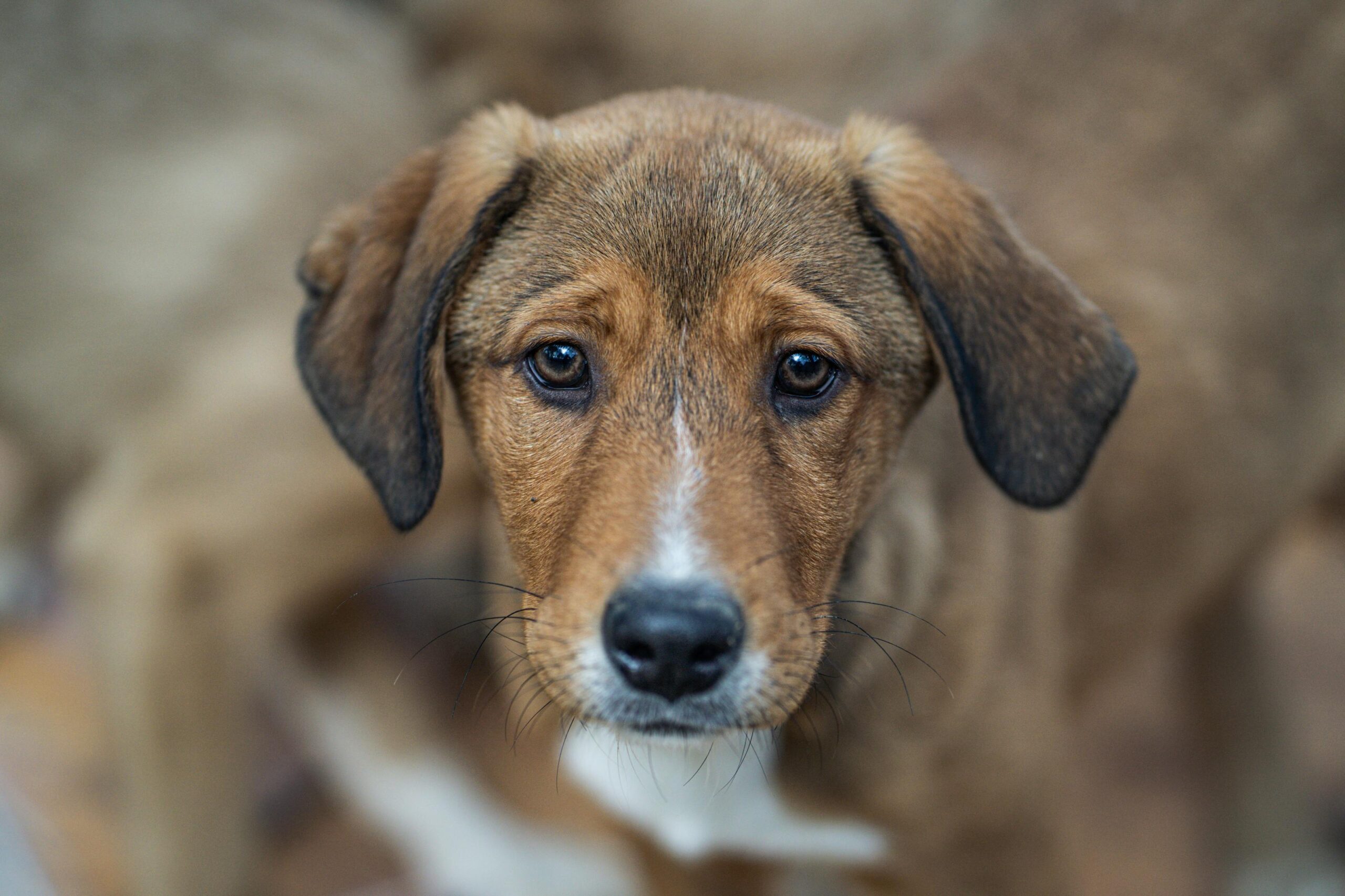 Brown and White Dog's Face representing Pet Sitting McCormick Ranch services