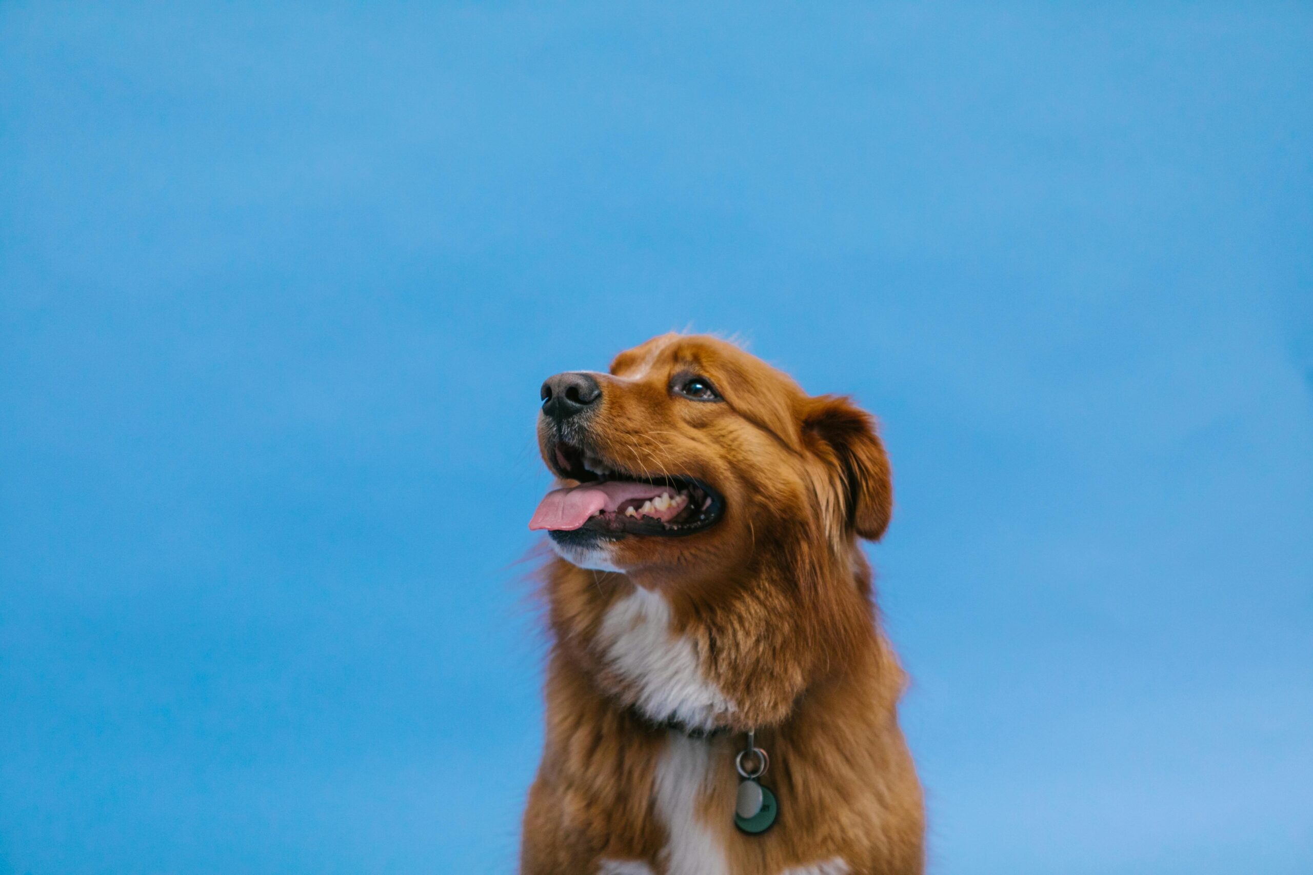 Close Up Shot of a Dog representing Pet Sitting DC Ranch services