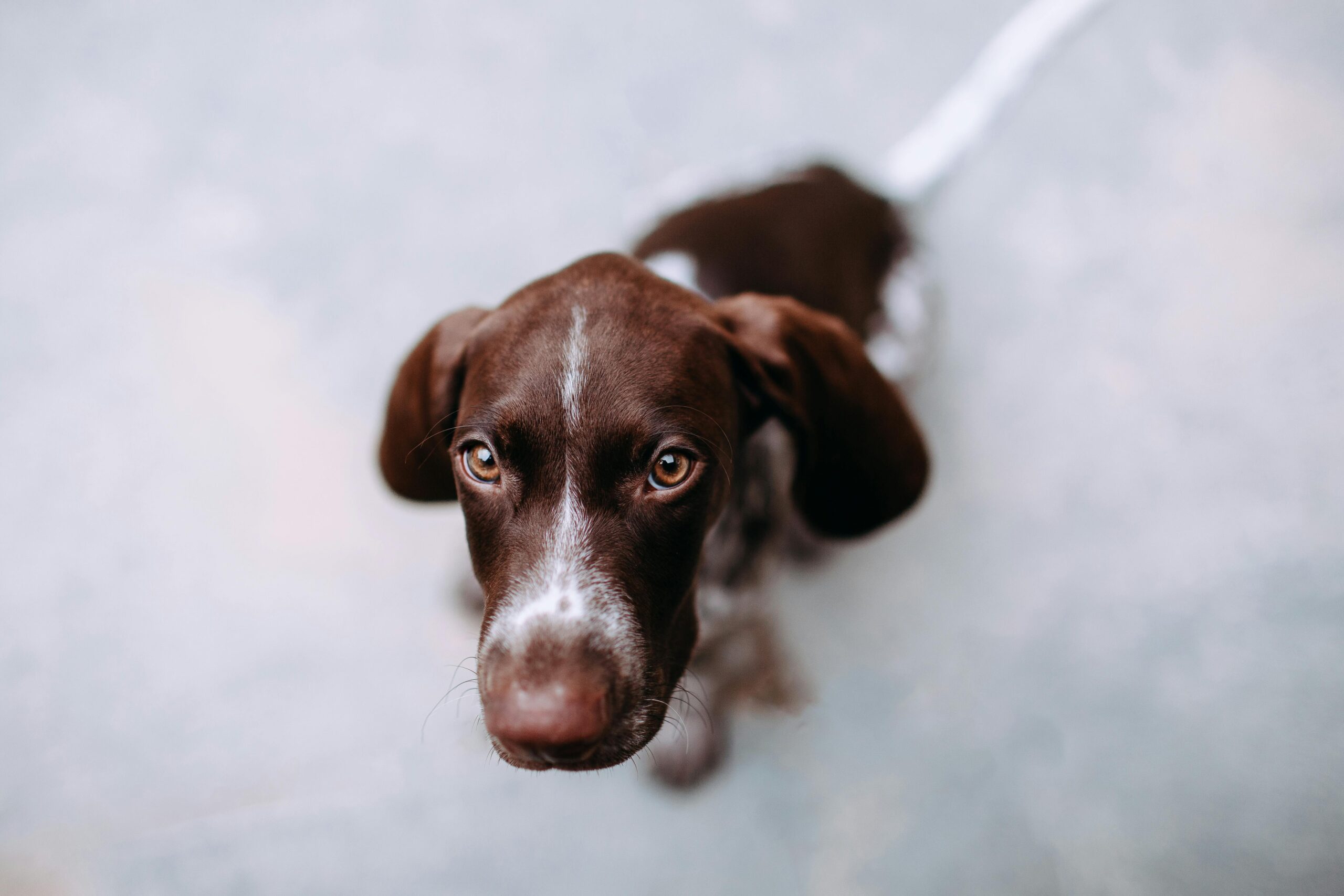 Head of Pointer Dog representing pet sitting Gainey Ranch services